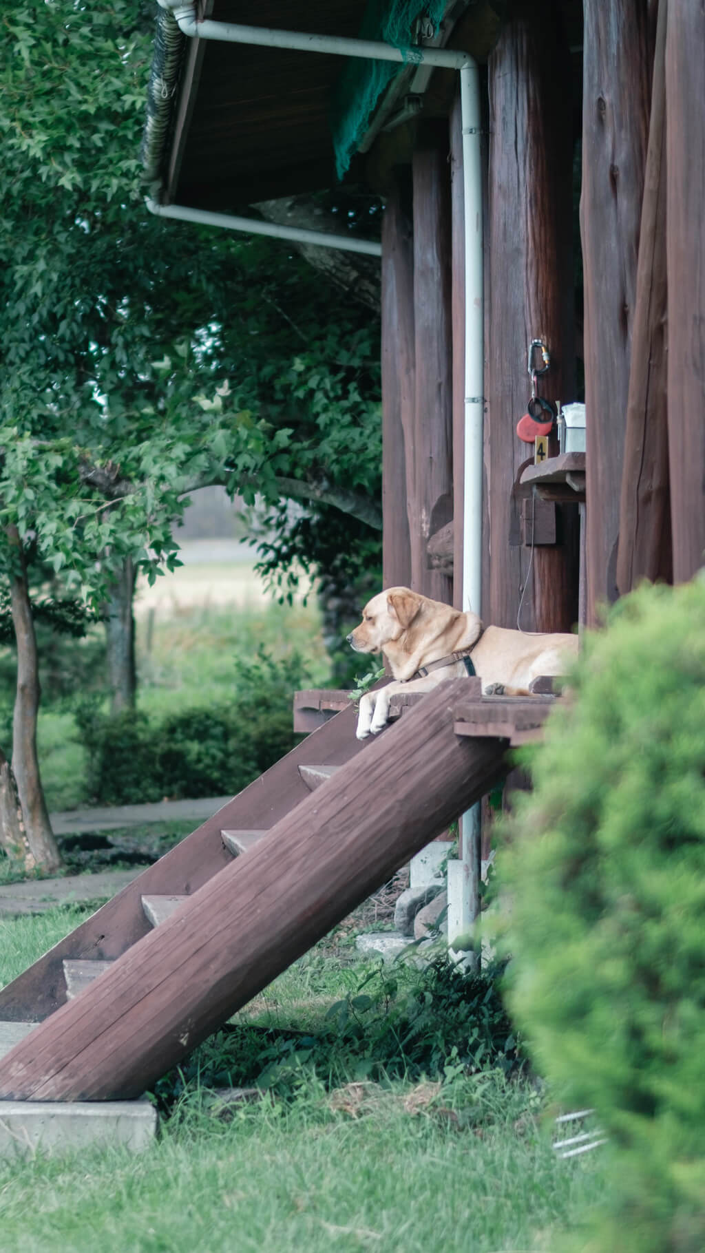 公式】久住高原のボイボイキャンプ場